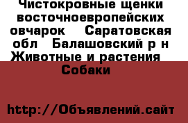 Чистокровные щенки восточноевропейских овчарок  - Саратовская обл., Балашовский р-н Животные и растения » Собаки   